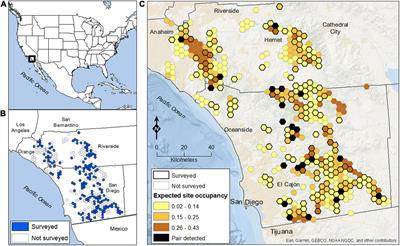 Golden Eagle Occupancy Surveys and Monitoring Strategy in Coastal Southern California, United States